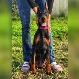 Faith - Black and rust female Doberman Pinscher puppy in China Township, Michigan from Snell's Superior Kennel Dobermann & GSP