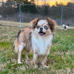 Mystique - Chihuahua