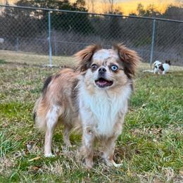 Mystique - Chihuahua
