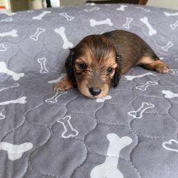 Jacob - Red male Dachshund puppy in Molino, Florida from Dooney's Dachshunds