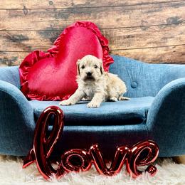 Coco - Apricot male Cavapoo puppy in Lancaster, Missouri from Cavapoo Acres