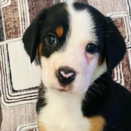 Hades  boy - Black, white and red male Greater Swiss Mountain Dog puppy in Gainesville, Florida from Ambermoon Kooikerhondje Blackamber Greater Swiss Mountain Dogs