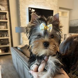 Yorkshire Terrier Puppies from Sassyville Yorkies