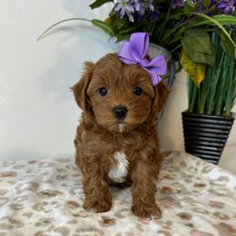 Sydney - Red  female Goldendoodle puppy in Pleasant Grove, Utah from Destination Doodles