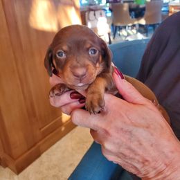 Dachshund Puppies from Lisa's Dachshunds
