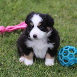 Miniature Australian Shepherd Puppies from Ridgestar Aussies