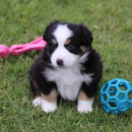 Miniature Australian Shepherd Puppies from Ridgestar Aussies