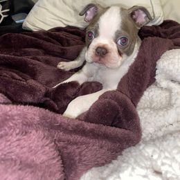 Boston Terrier Puppies from Beatrice's Kennels
