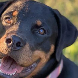 Rottweilers from Von Ratermann Rottweilers