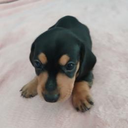 Black and tan - Black and tan male Dachshund puppy in Cedar Rapids, Iowa from Paulassillydogs