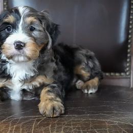Cash - Merle male Bernedoodle puppy in Spencerville, Indiana from Gentle Giant Bernedoodles