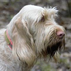 Willow - Spinone Italiano