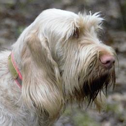 Willow - Spinone Italiano