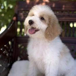 Bernedoodle and Cavapoo Puppies from Dulcito Doodles