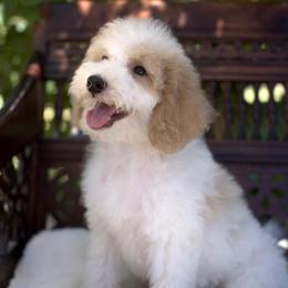 Bernedoodle and Cavapoo Puppies from Dulcito Doodles