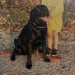 Harley - Labrador Retriever