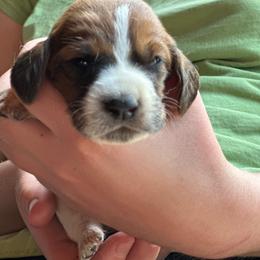 Male 7 - Mahogany and white male Basset Hound puppy in Lindley, New York from Hill Top Basset Hounds & Cane Corso