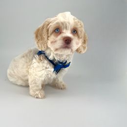Cockapoo Puppies from Daisy and Dollie’s Little Darlins