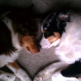 Australian Shepherds from Sparrtan Australian Shepherds