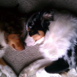 Australian Shepherds from Sparrtan Australian Shepherds