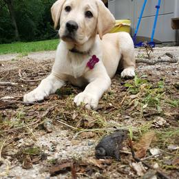 Labrador Retrievers from Almost Like Home Services Boarding and Breeding