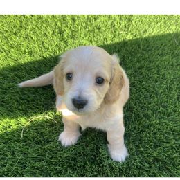 Dachshund Puppies from Mr. Wieners Dachshunds and roxiesdoxies