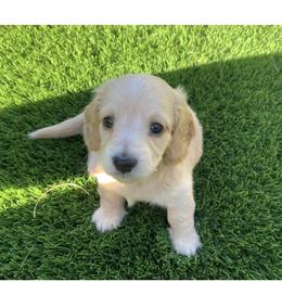 Dachshund Puppies from Mr. Wieners Dachshunds and roxiesdoxies