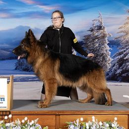 James - German Shepherd