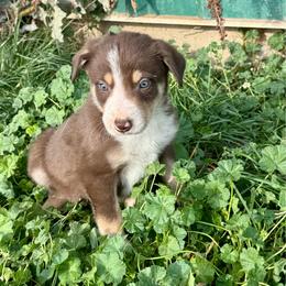 Boy 2 - Tri-color male Border Collie puppy in Centerville, Washington from Forthright Farms
