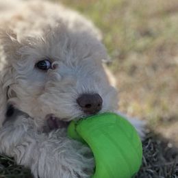 Vixen - Cream Labradoodle puppy in Raleigh, North Carolina from Paxterra Labradoodles