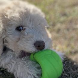 Vixen - Cream Labradoodle puppy in Raleigh, North Carolina from Paxterra Labradoodles
