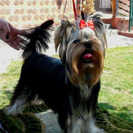 Makony - Yorkshire Terrier