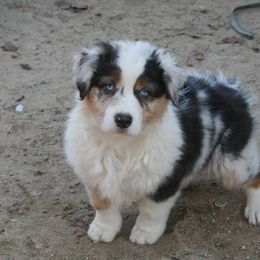 Australian Shepherd and Miniature American Shepherd All Grown Up from Hemlock Brook Farm and Kennels