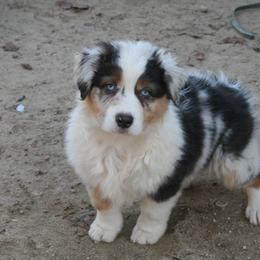 Australian Shepherd and Miniature American Shepherd All Grown Up from Hemlock Brook Farm and Kennels