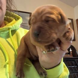 Boy 2 - Yellow male Labrador Retriever puppy in Nova, Ohio from Cary’s Buck Creek Farm LLC