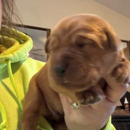 Boy 2 - Yellow male Labrador Retriever puppy in Nova, Ohio from Cary’s Buck Creek Farm LLC
