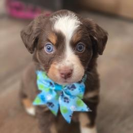 Bulma - Red tri female Miniature Australian Shepherd puppy in Arlington, Texas from CopperHead Aussies
