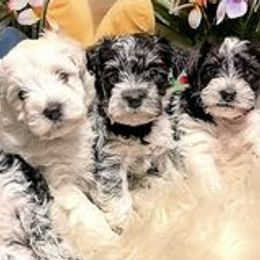 Miniature Schnauzers from Township of Miniature Schnauzers