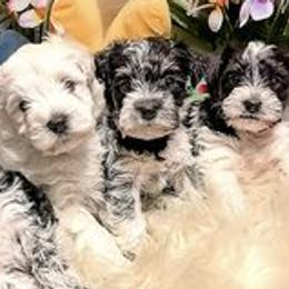 Miniature Schnauzers from Township of Miniature Schnauzers