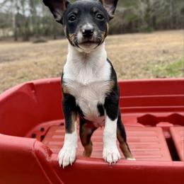 Swayze - Black white and tan female Rat Terrier puppy in Brandon, Mississippi from Henry Farms Rat Terriers