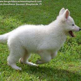 Berger Blanc Suisse and German Shepherd Puppies from Vom Hundhaus German Shepherds