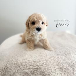 Blue - Clark Kent - Apricot male Maltipoo puppy in Huntsville, Texas from Nelson Creek Farms