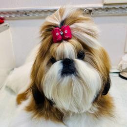 Shih Tzu puppies from Heritage Toy Poodles & Hallmark Jolei Shih Tzus