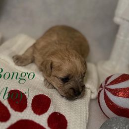 Poodle and Schnoodle Puppies from Bred by Brennen