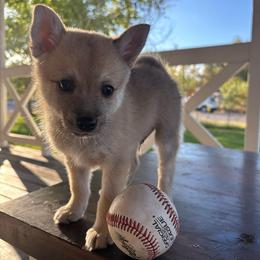 Buck (Boy 1) - Cream male Companion Cross puppy in Indian Springs, Nevada from Spinner puppies