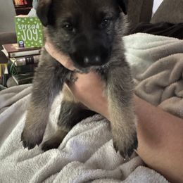 Pink - Sable female German Shepherd puppy in La Follette, Tennessee from Moore German Shepherds