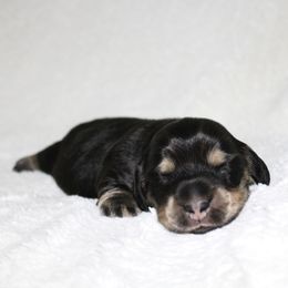 Blaine - Black and cream male Dachshund puppy in Fairfax, Iowa from Grayson’s Lovable Dachshunds