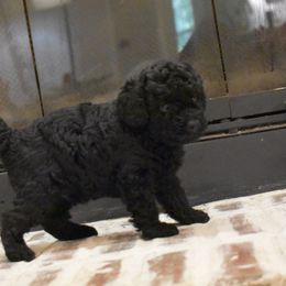 Miniature Schnauzer and Poodle Puppies from Lorraine Finley