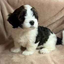 Rory - Red male Havanese puppy in Maryville, Missouri from Dreamworks Havanese
