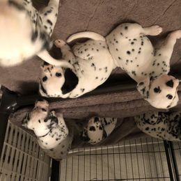 Dalmatian Puppies from Revere Dalmatians